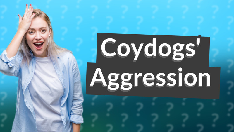 Coydogs' Aggression