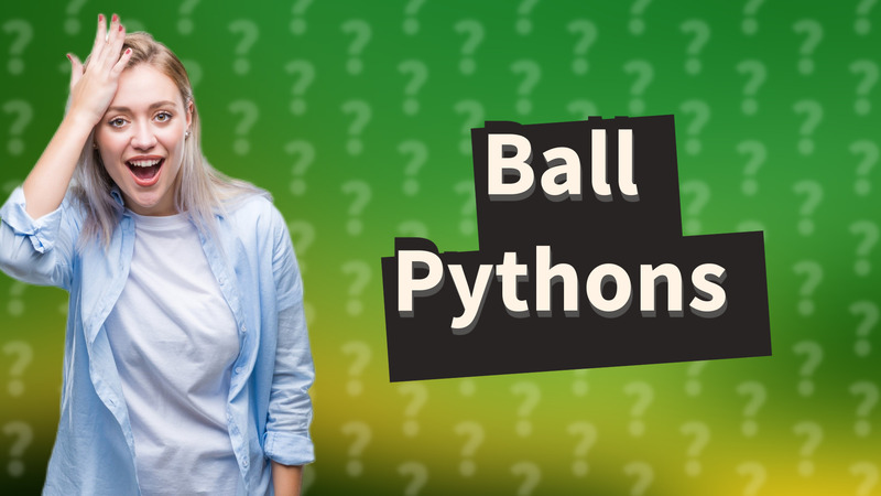 Ball Pythons