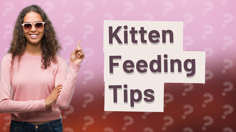 Kitten Feeding Tips