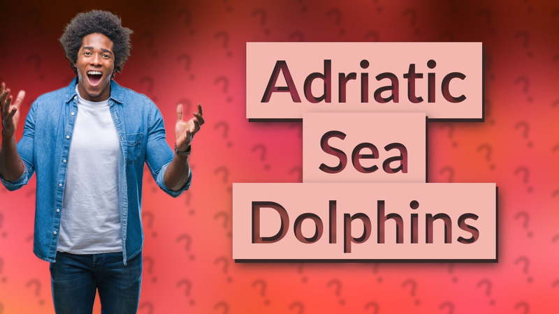 Adriatic Sea Dolphins