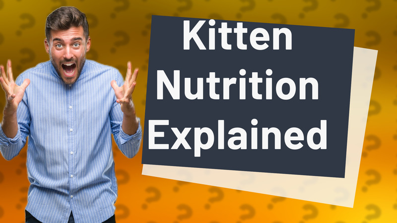 Kitten Nutrition Explained