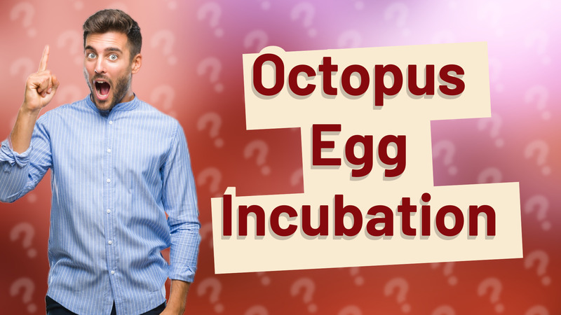 Octopus Egg Incubation