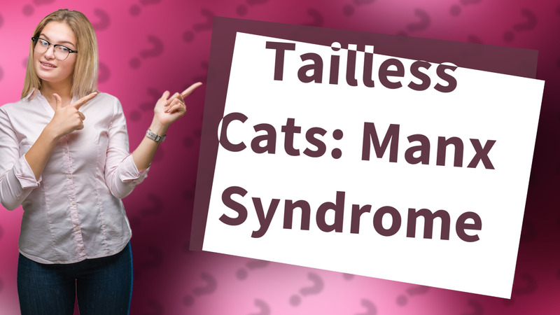 Tailless Cats: Manx Syndrome