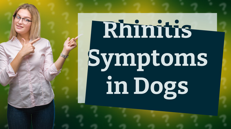 Rhinitis Symptoms in Dogs