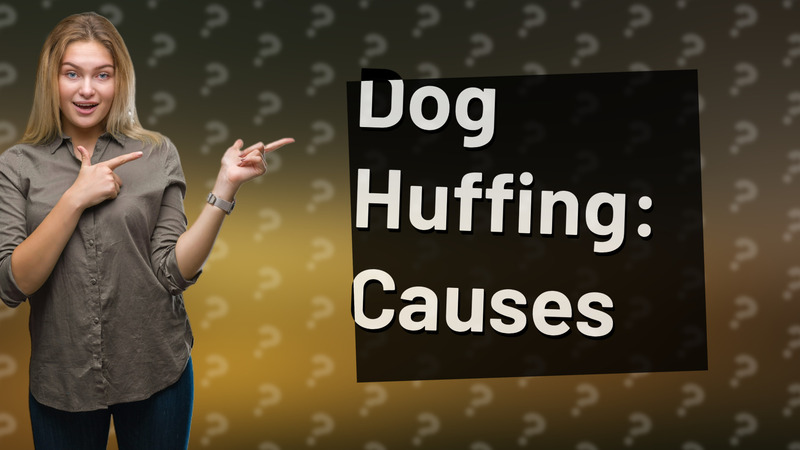 Dog Huffing: Causes