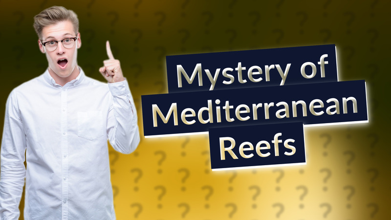 Mystery of Mediterranean Reefs