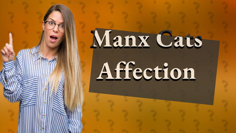 Manx Cats Affection