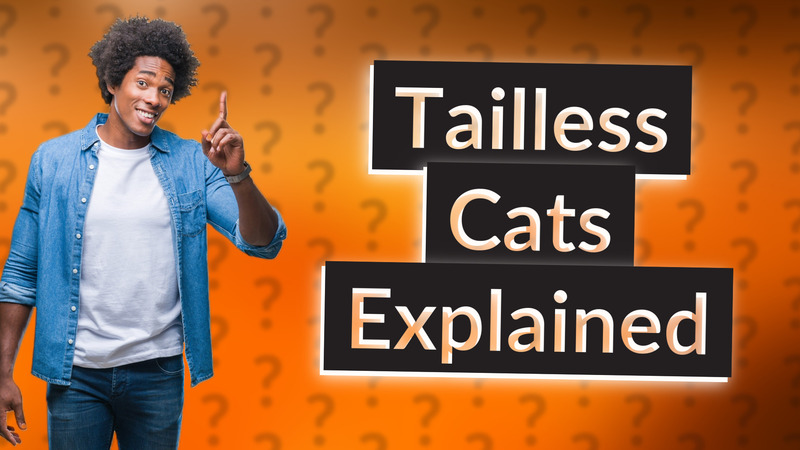 Tailless Cats Explained