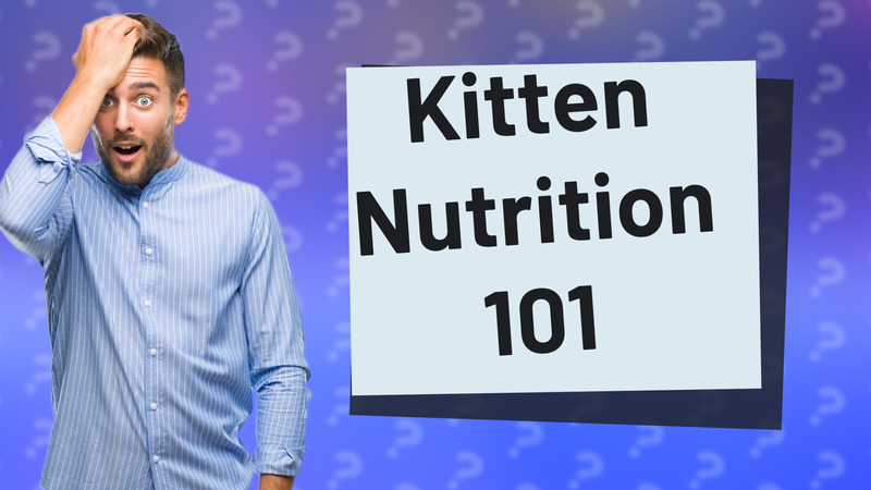 Kitten Nutrition 101
