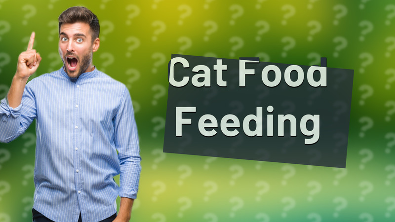 Cat Food Feeding
