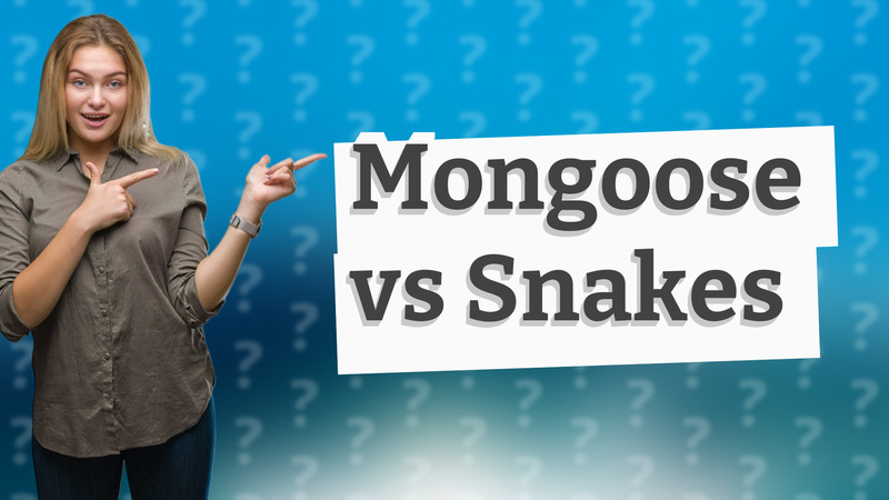Mongoose vs Snakes