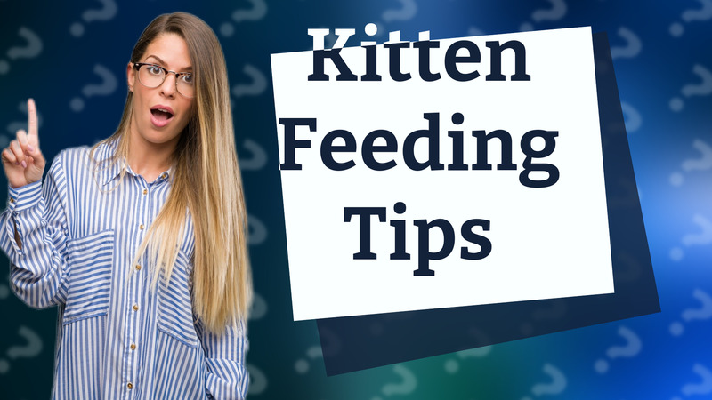 Kitten Feeding Tips