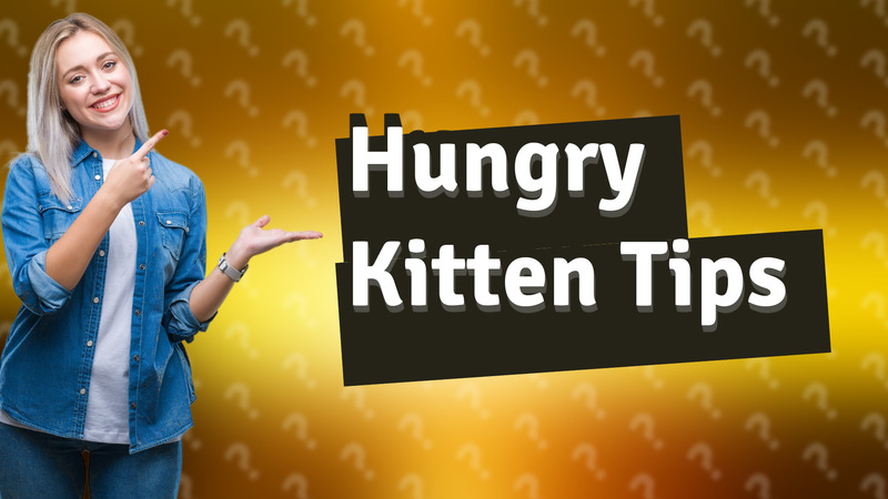 Hungry Kitten Tips