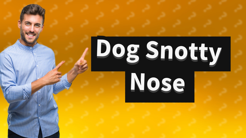 Dog Snotty Nose