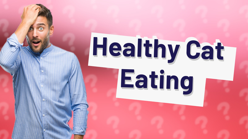 Healthy Cat Eating