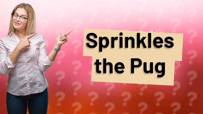 Sprinkles the Pug