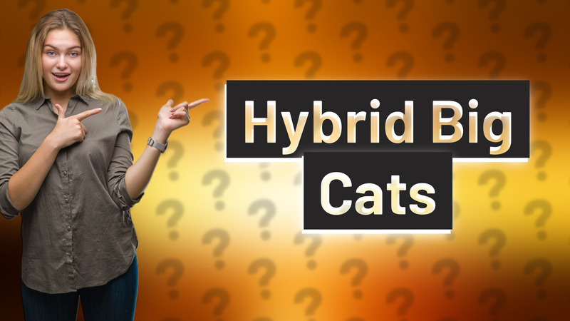 Hybrid Big Cats