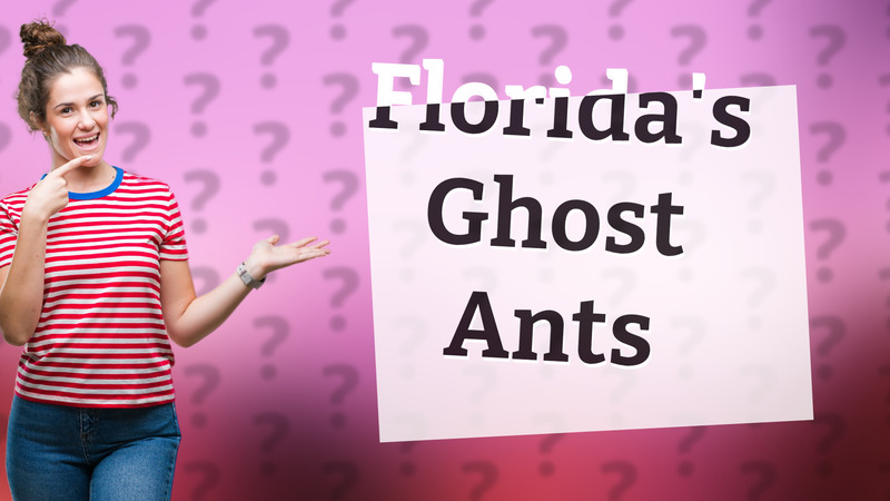 Florida's Ghost Ants