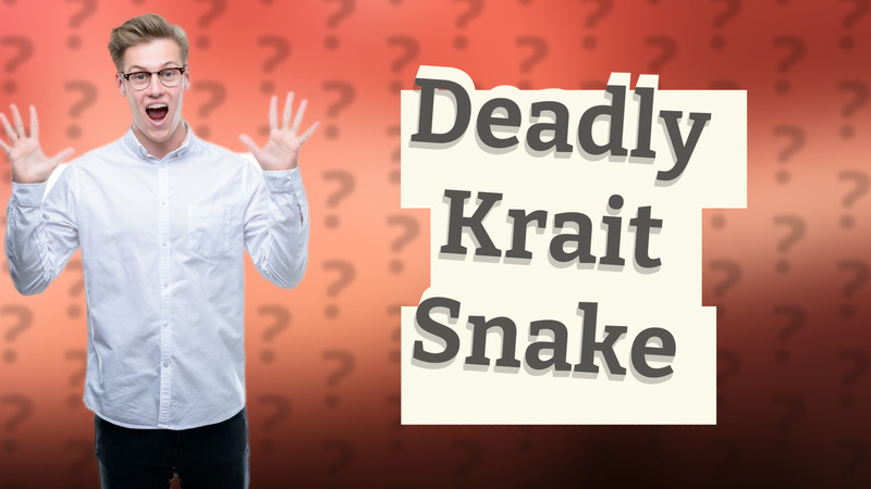 Deadly Krait Snake