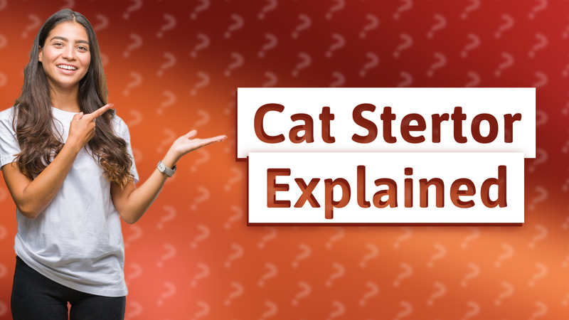 Cat Stertor Explained