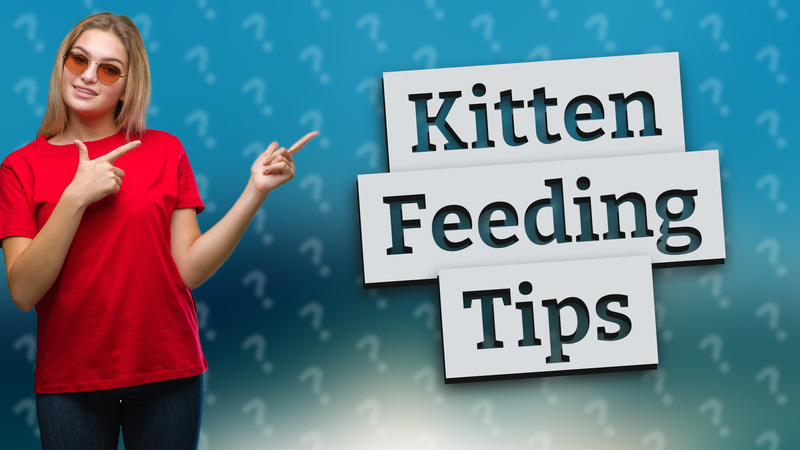 Kitten Feeding Tips