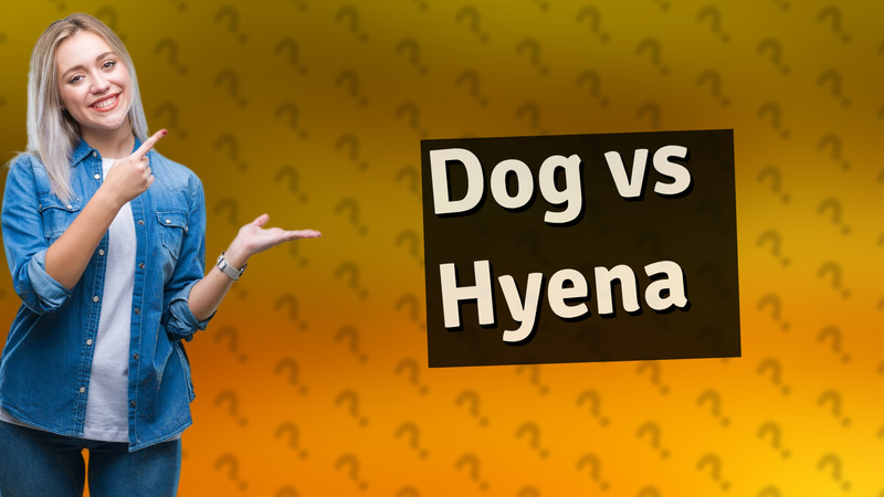 Dog vs Hyena