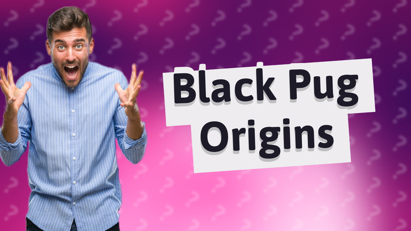 Black Pug Origins