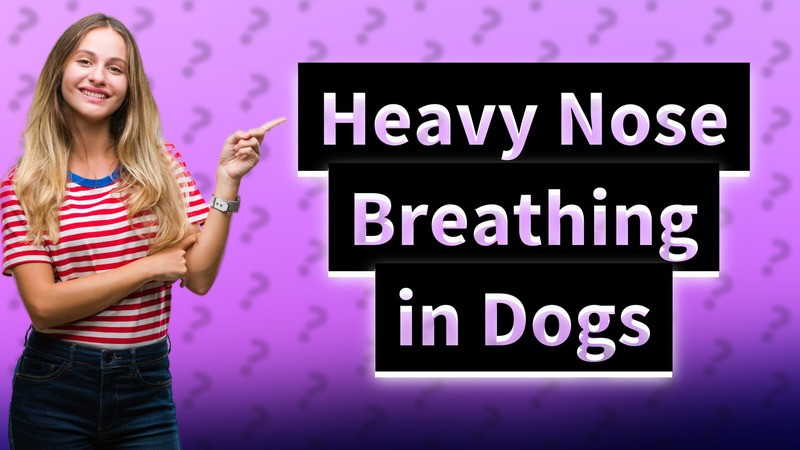 Heavy Nose Breathing in Dogs
