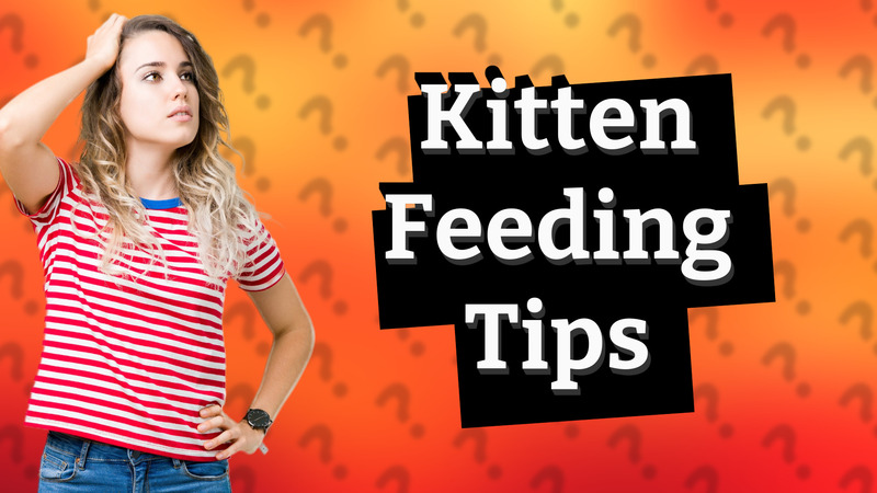 Kitten Feeding Tips
