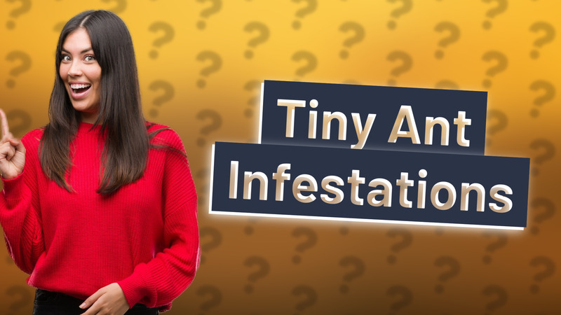 Tiny Ant Infestations