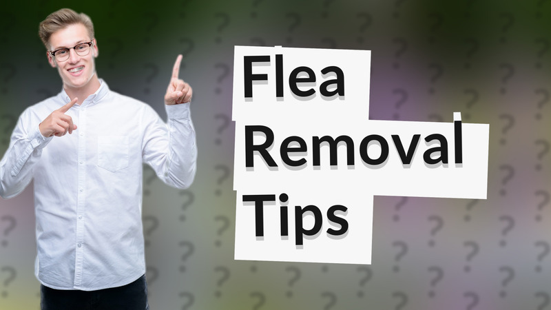 Flea Removal Tips