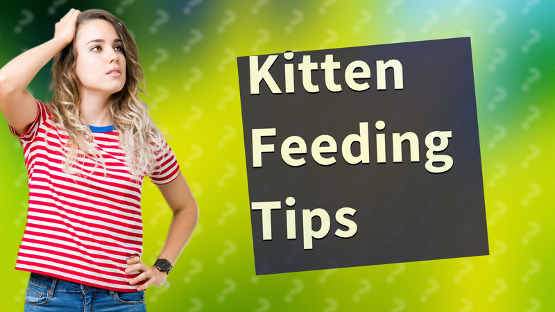 Kitten Feeding Tips