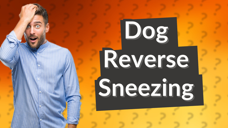 Dog Reverse Sneezing