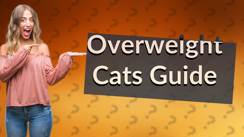 Overweight Cats Guide