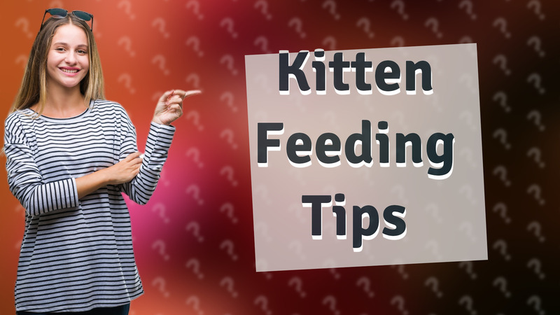 Kitten Feeding Tips