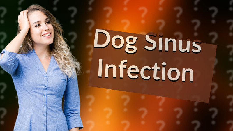 Dog Sinus Infection