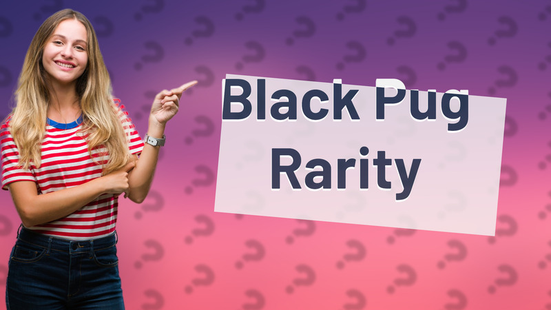 Black Pug Rarity