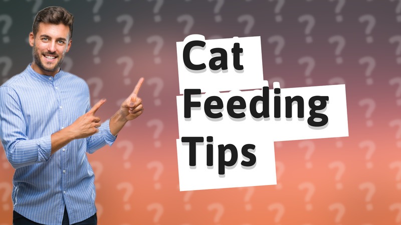 Cat Feeding Tips