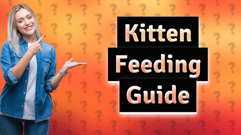 Kitten Feeding Guide