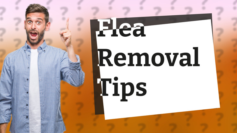 Flea Removal Tips