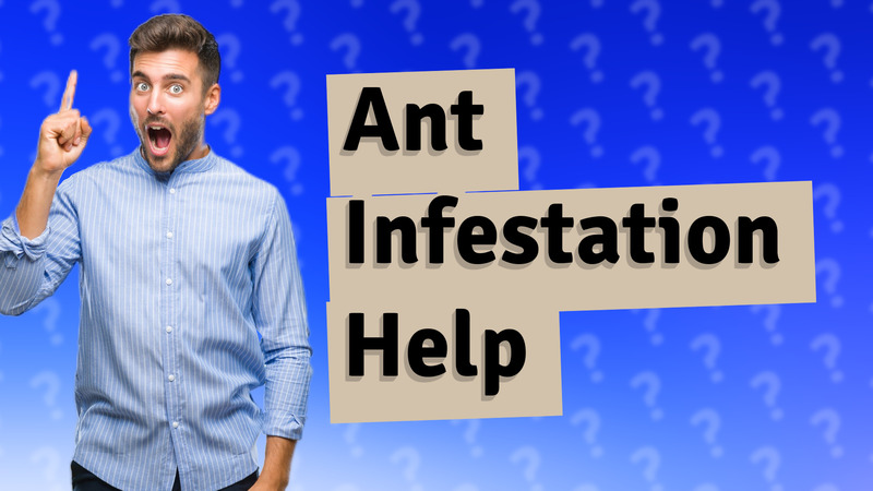 Ant Infestation Help