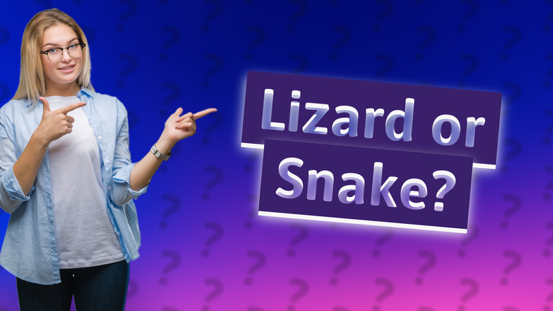 Lizard or Snake?