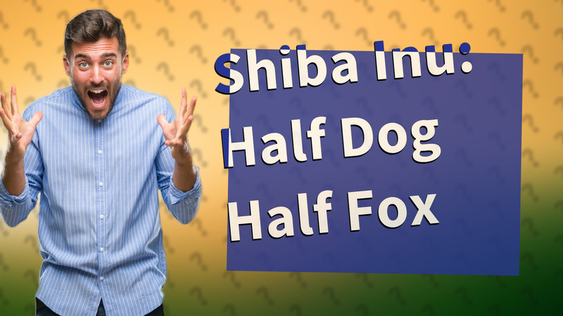 Shiba Inu: Half Dog Half Fox