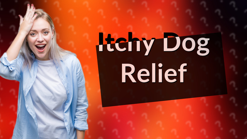 Itchy Dog Relief