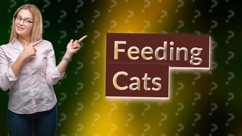 Feeding Cats