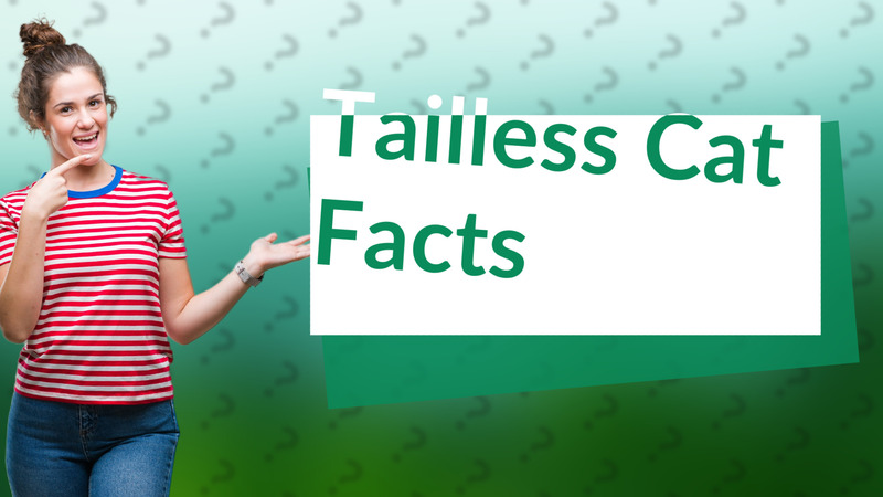 Tailless Cat Facts
