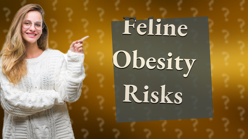 Feline Obesity Risks