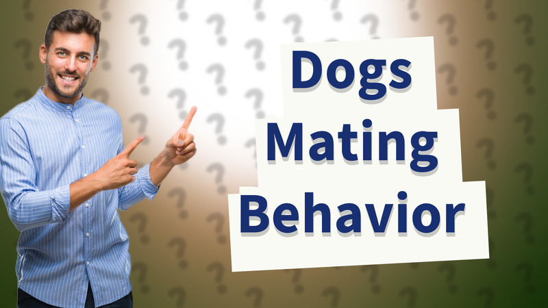 Dogs Mating Behavior