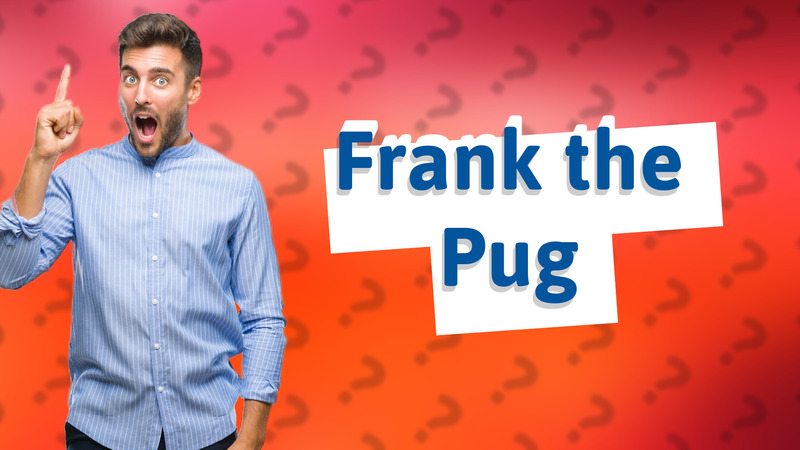 Frank the Pug