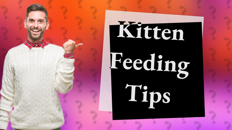 Kitten Feeding Tips